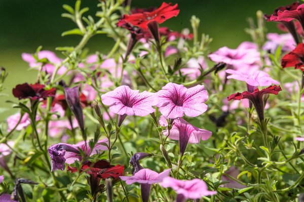 Parquet flottant : des designs élégants à portée de main !